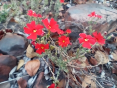 Jamesbrittenia bergae