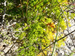 Annesorhiza macrocarpa