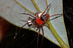 Dimidamus dimidiatus