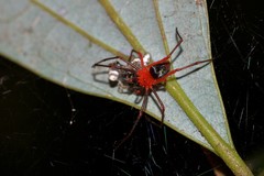 Dimidamus dimidiatus
