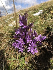 Gentianella germanica