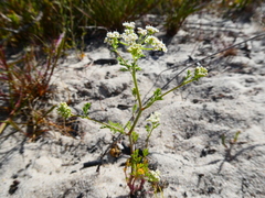 Capnophyllum africanum
