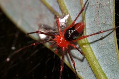 Dimidamus dimidiatus