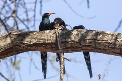 Phoeniculus purpureus marwitzi