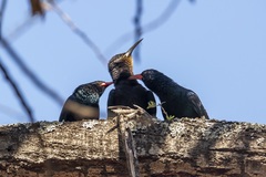 Phoeniculus purpureus marwitzi