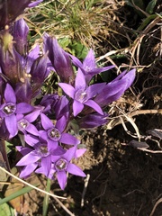 Gentianella germanica