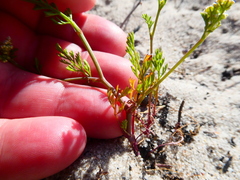 Capnophyllum africanum