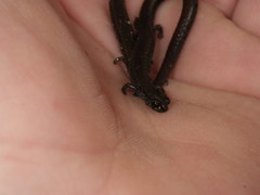Batrachoseps