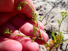Capnophyllum africanum