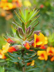 Pultenaea humilis
