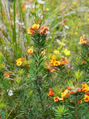 Pultenaea humilis