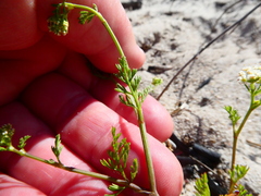 Capnophyllum africanum
