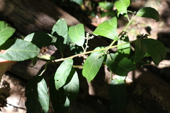 Deeringia amaranthoides