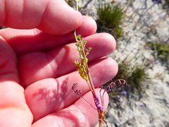Capnophyllum africanum