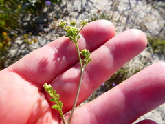 Capnophyllum africanum