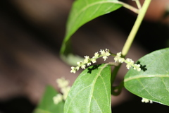 Deeringia amaranthoides