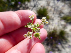 Capnophyllum africanum