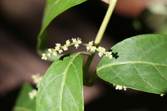 Deeringia amaranthoides