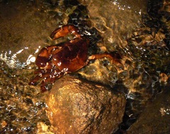 Barytelphusa cunicularis