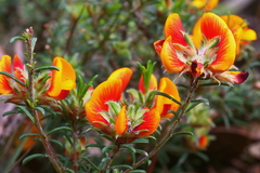 Pultenaea tenuifolia