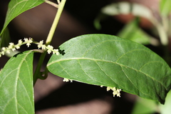 Deeringia amaranthoides