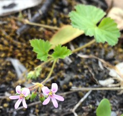 Pelargonium littorale