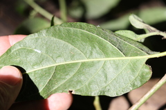 Deeringia amaranthoides