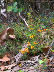 Pultenaea tenuifolia