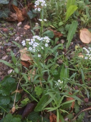 Lobularia