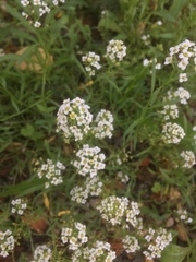 Lobularia