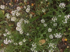 Lobularia