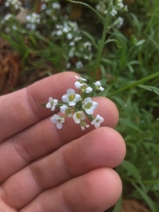 Lobularia