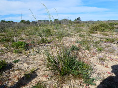 Trachyandra tabularis