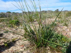Trachyandra tabularis