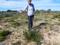 Trachyandra tabularis