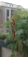 Ophion obscuratus