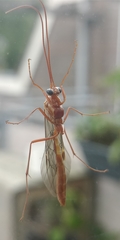 Ophion obscuratus