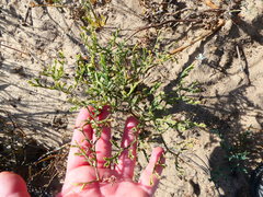 Pelargonium multiradiatum