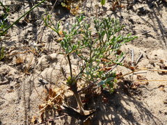 Pelargonium multiradiatum