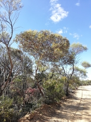 Eucalyptus oldfieldii