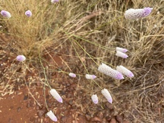 Ptilotus calostachyus