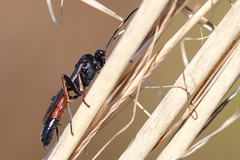Stenichneumon culpator