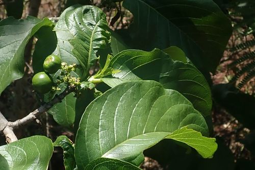 Image of Vangueria madagascariensis by no rights reserved