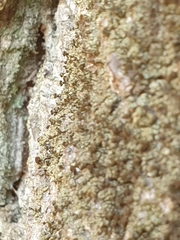 Chaenotheca phaeocephala