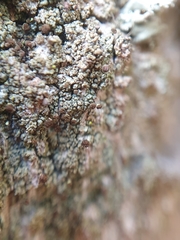 Chaenotheca phaeocephala