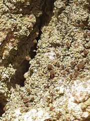 Chaenotheca phaeocephala