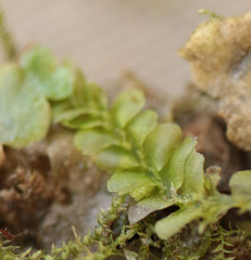 Chiloscyphus pallescens