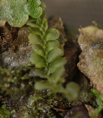 Chiloscyphus pallescens