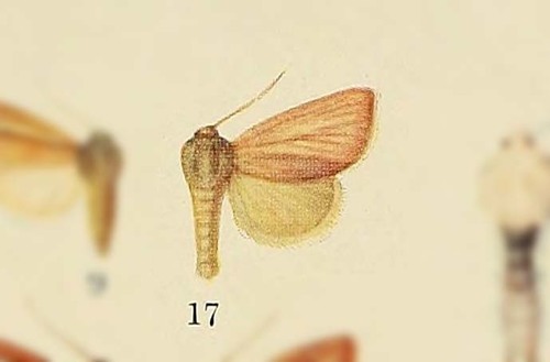 Timora tosta · iNaturalist