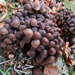 Britzelmayria multipedata